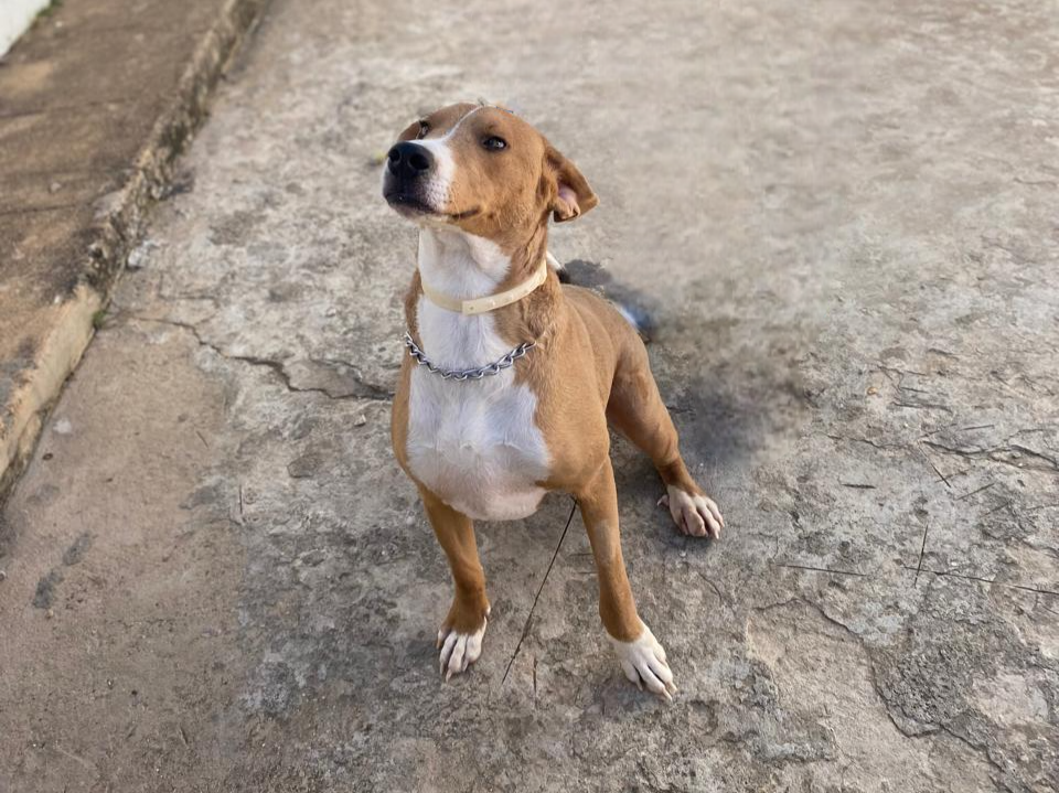 Cachorro Jasper
