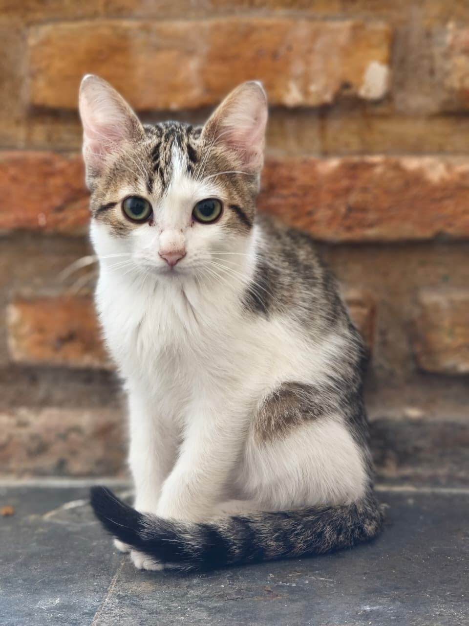 Central Pet - Animal 2