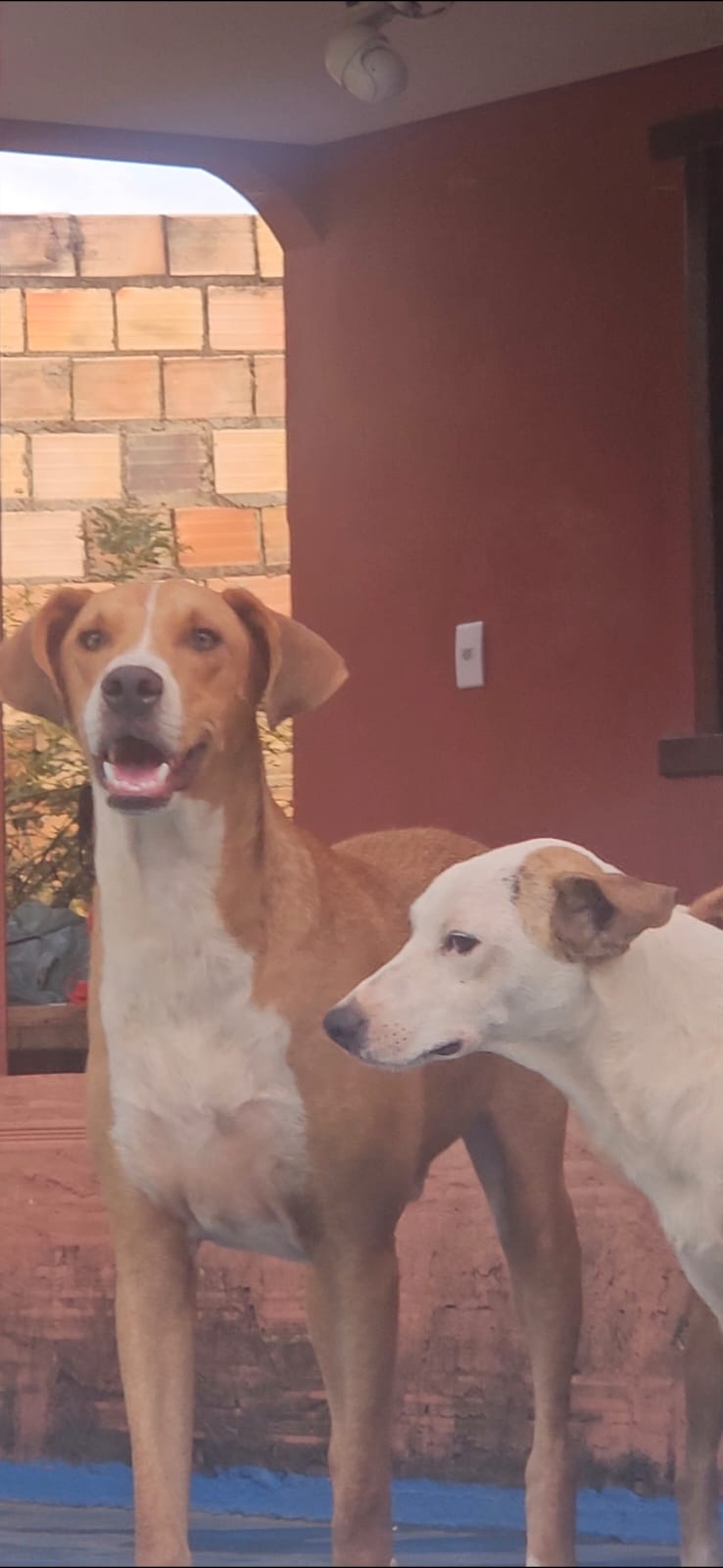 Hotel Matilha Feliz - Cachorro 1