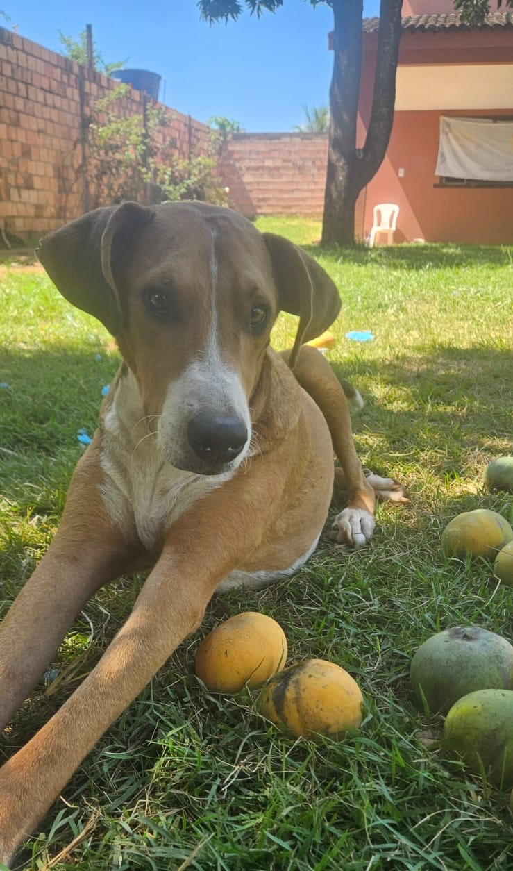 Hotel Matilha Feliz - Cachorro 2